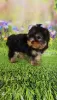 Photo №2 to announcement № 129650 for the sale of yorkshire terrier - buy in Finland breeder