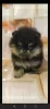 Additional photos: Pomeranian puppies for sale