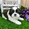 Photo №3. Shih Tzu puppies. Switzerland