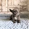 Additional photos: Puppy for sale chihuahua blue and white