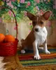 Photo №3. Basenji Champion Bloodlines Pups, FCI Pedigree. Russian Federation