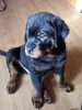 Photo №1. rottweiler - for sale in the city of Voronezh | 391$ | Announcement № 69986