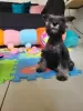 Additional photos: Miniature Schnauzer