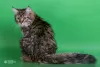 Photo №1. siberian cat - for sale in the city of Североморск | negotiated | Announcement № 67447