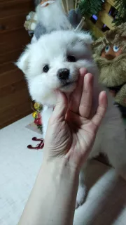 Additional photos: Samoyed Puppies Bear type