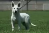 Additional photos: White Swiss Shepherd puppies