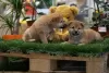 Photo №2 to announcement № 82743 for the sale of shiba inu - buy in Serbia 