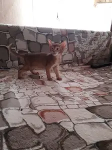 Photo №3. Abyssinian kitten. Belarus