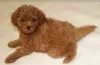 Photo №4. I will sell poodle (toy) in the city of Torun. private announcement - price - 2214$