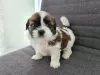 Additional photos: Insanely beautiful Shih Tzu puppies