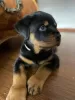 Additional photos: Purebred Rottweiler puppies