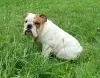 Photo №3. English bulldog. Ukraine