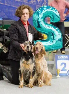 Additional photos: In the Allure Show kennel, English Setter puppies are for sale!