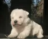 Additional photos: West Highland White Terrier puppies girls