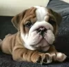 Photo №1. english bulldog - for sale in the city of Santiago | negotiated | Announcement № 42790