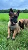 Photo №2 to announcement № 58424 for the sale of belgian shepherd - buy in Czech Republic breeder