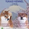 Photo №1. shiba inu - for sale in the city of Истра | 1216$ | Announcement № 9150