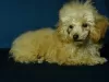 Photo №2 to announcement № 128264 for the sale of poodle (toy) - buy in Belarus private announcement, from nursery, breeder