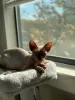 Photo №1. sphynx cat - for sale in the city of Даллас | negotiated | Announcement № 82417