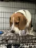 Photo №3. Beagle boy 8 months old will be in good hands. United States