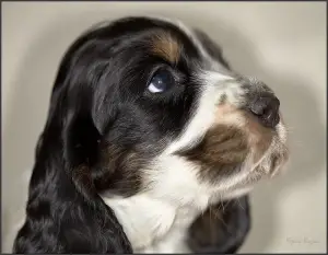 Photo №3. English Cocker Spaniel. Russian Federation