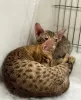 Photo №2 to announcement № 128920 for the sale of ocicat - buy in Belgium breeder