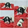 Additional photos: Booking Jack Russell puppies from the kennel for May-June