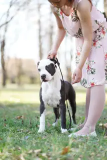 Photo №1. american staffordshire terrier - for sale in the city of Belgrade | 670$ | Announcement № 1618