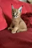 Photo №1. caracal - for sale in the city of Belgrade | 317$ | Announcement № 98351