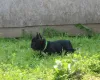 Additional photos: French bulldog puppy, female show class FCI