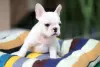 Additional photos: french bulldog