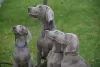 Additional photos: Weimaraner puppy