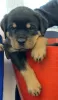 Photo №2 to announcement № 85079 for the sale of rottweiler - buy in United States private announcement