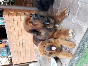 Additional photos: Tibetan mastiffs