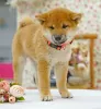 Additional photos: Shiba inu. Puppies