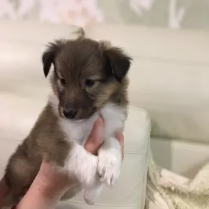 Photo №3. Shetland Shepherd Dog Puppy. Russian Federation