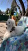 Photo №4. I will sell poodle (toy) in the city of Болонья. private announcement - price - 317$