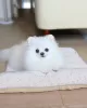 Photo №3. White beautiful female Pomeranian. United Kingdom