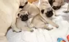 Photo №2 to announcement № 124207 for the sale of pug - buy in Belgium private announcement