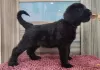 Photo №3. Giant Schnauzer puppies. Ukraine