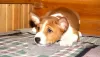 Photo №2 to announcement № 33080 for the sale of basenji - buy in Belarus breeder