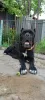 Photo №3. Purebred Cane Corso puppies. Moldova