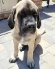 Photo №1. english mastiff - for sale in the city of Братислава | 475$ | Announcement № 118217