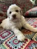 Additional photos: Lagotto Romagnolo puppies