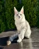 Photo №2 to announcement № 132062 for the sale of maine coon - buy in Saudi Arabia breeder