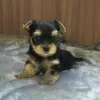 Photo №2 to announcement № 11259 for the sale of yorkshire terrier - buy in Russian Federation breeder