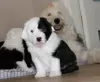 Additional photos: The Old English Sheepdog puppies