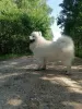 Additional photos: Samoyed mating