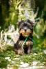 Additional photos: I offer Yorkshire terrier puppies for sale