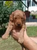 Photo №2 to announcement № 112495 for the sale of poodle (toy) - buy in Serbia breeder